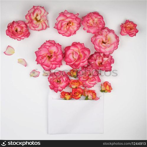 blooming buds of pink roses and white envelope on white background, top view