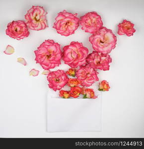 blooming buds of pink roses and white envelope on white background, top view