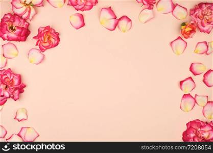 blooming buds of pink roses on a beige background, copy space, flat lay, holiday background