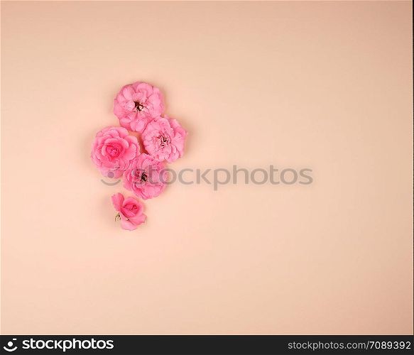 blooming buds of pink roses on a beige background, top view, copy space, flat lay