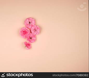 blooming buds of pink roses on a beige background, top view, copy space, flat lay