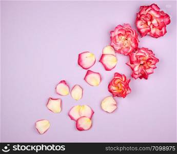 blooming buds of pink roses on a lilac background, composition is in the corner, flat lay