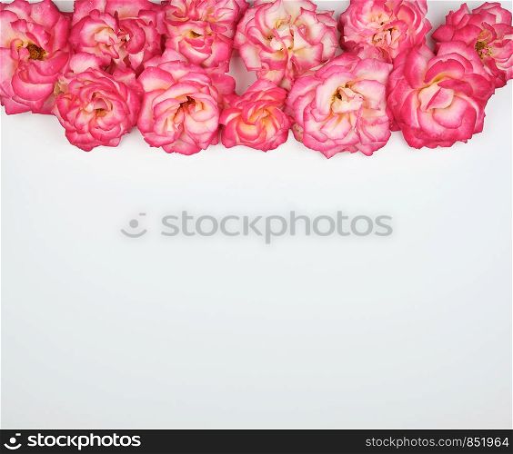 blooming buds of pink roses on a white background, copy space, flat lay