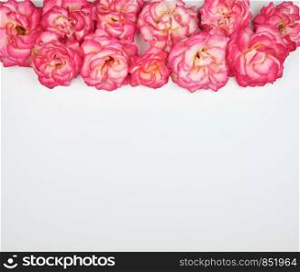 blooming buds of pink roses on a white background, copy space, flat lay