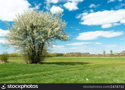 Blooming bush and white clouds against the blue sky, Nowiny, Poland