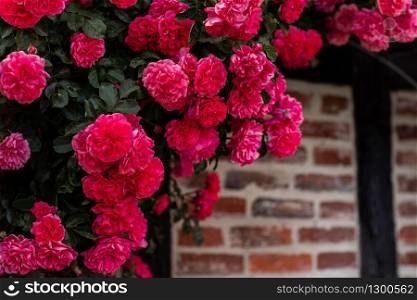 Blooming bush of pink roses on a brick wall background . Blooming bush of pink roses on a brick wall background
