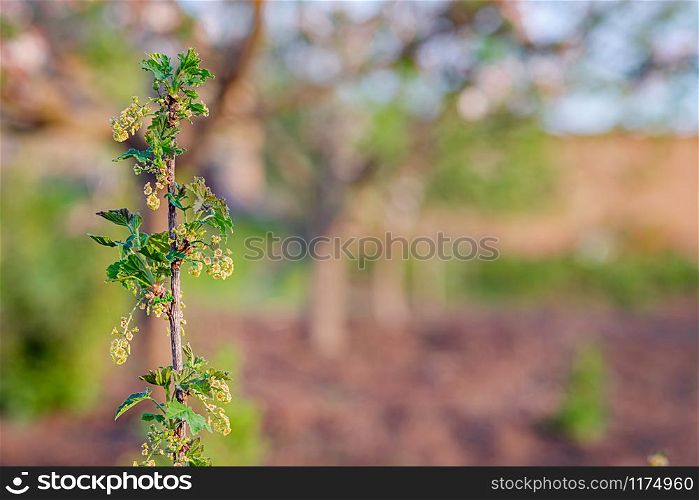 Blooming bush of red black currant with green leaves in the garden. Focus on a branch bush with blurry place for text.. Blooming bush of red black currant with green leaves in the garden.