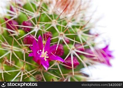 blooming cactus. cactus