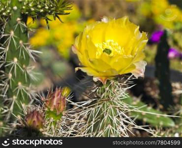 blooming cactus. cactus