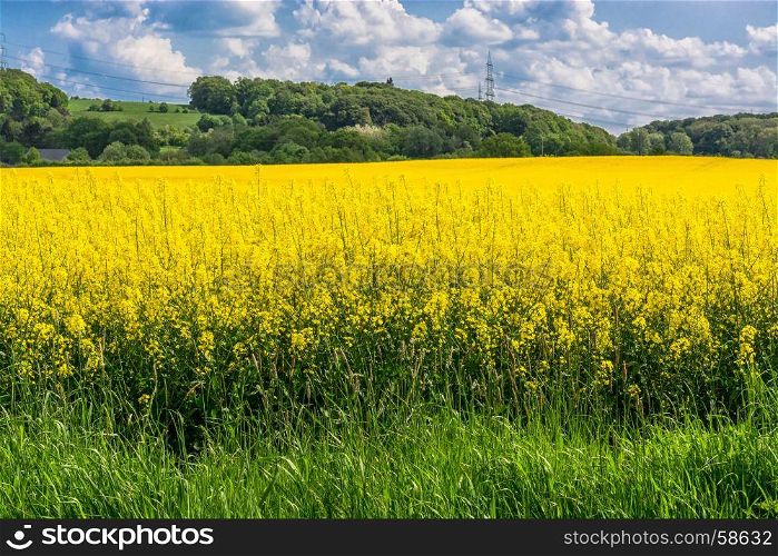 Blooming canola field with beautiful blue sky in the background.Symbolizing green energy.