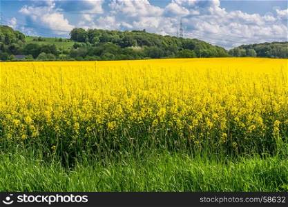 Blooming canola field with beautiful blue sky in the background.Symbolizing green energy.