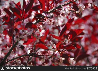 Blooming cherry background