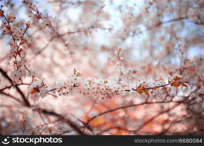 blooming cherry flowers branch