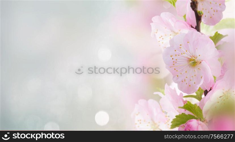 Blooming cherry flowers on blue sky background banner. Cherry Flowers in green garden