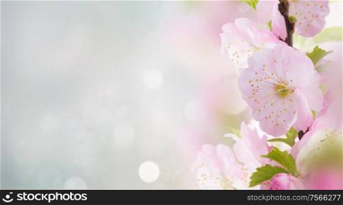 Blooming cherry flowers on blue sky background banner. Cherry Flowers in green garden