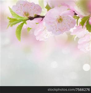 Blooming cherry flowers on blue sky background. Cherry Flowers in green garden