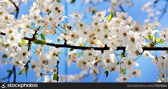 Blooming cherry on a background of blue sky.The stylized illustration. Soft focus. Element of design. Wide photo.