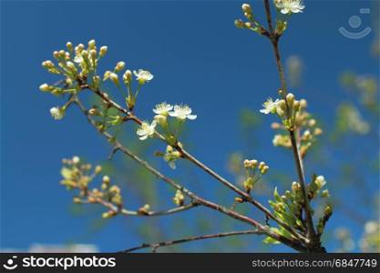 Blooming cherry orchard white flowers.