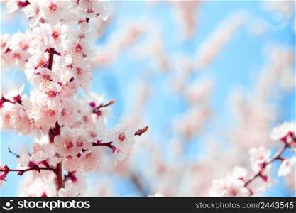 Blooming cherry sakura against the blue sky. Blooming cherry sakura against blue sky