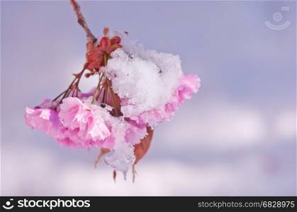 Blooming cherry tree after snowfall. Japanese cherry tree Prunus serrulata, sakura or cherry blossom