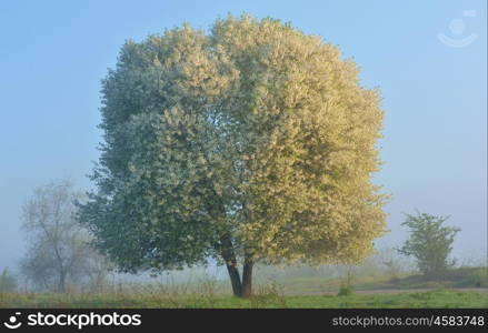 Blooming cherry tree and mist