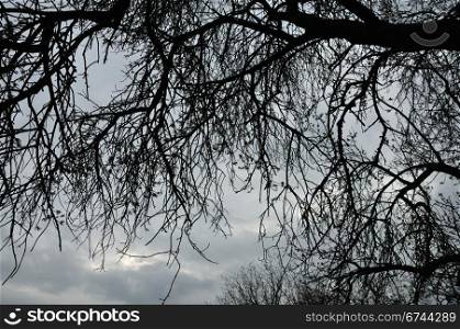 Blooming cherry tree branches silhouette under moody sky. Last days of winter.