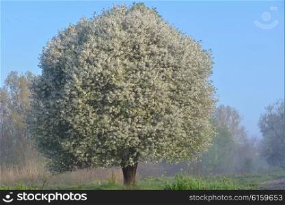 Blooming cherry tree in a spring morning