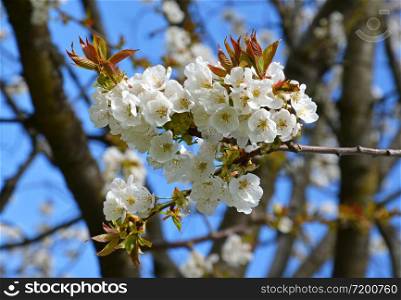 blooming cherry tree in April