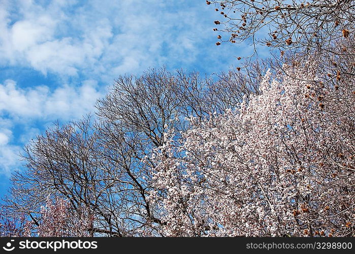 Blooming cherry tree in early springtime, daylight.