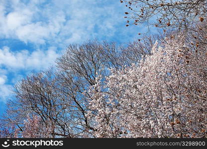 Blooming cherry tree in early springtime, daylight.