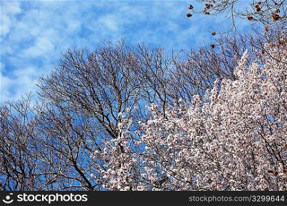 Blooming cherry tree in early springtime, daylight.