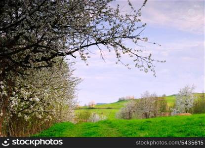 Blooming cherry tree in spring time near the meadow