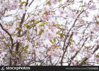 Blooming cherry tree in the spring with white flowers and a romantic violet tone