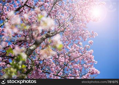 Blooming cherry tree with pink Blooming , Japanse cherry in blue sky background close-up. Blooming cherry tree with pink Blooming , Japanse cherry in blue sky background