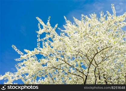 Blooming cherry tree with white flowers over blue sky. Spring blossom background with copy space for text. Blooming tree with white flowers. Spring blossom background