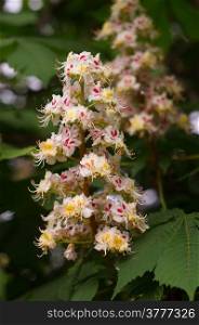 blooming Chestnut