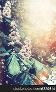 Blooming chestnut trees in garden or park. Spring or summer outdoor nature background.