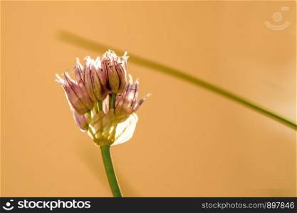 Blooming chive, closeup of the flower of the kitchen herb. Blooming chive, closeup of the flower of the kitchen herb
