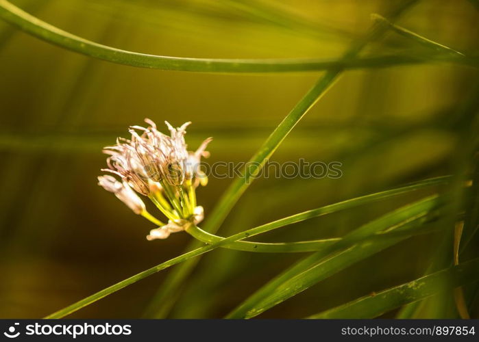 Blooming chive, closeup of the flower of the kitchen herb. Blooming chive, closeup of the flower of the kitchen herb