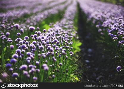 Blooming chive herbs on a field. Agriculture field in the blurry background.