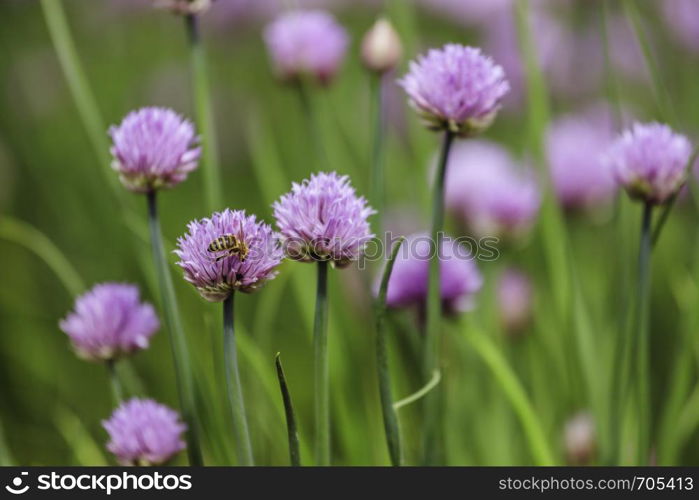 Blooming chive herbs on a field. Agriculture field in the blurry background.