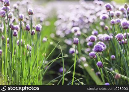 Blooming chive herbs on a field. Agriculture field in the blurry background.