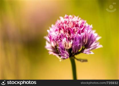 blooming chive in spring with blurred yellow background