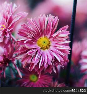 blooming chrysanthemum