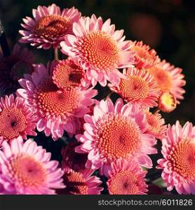 blooming chrysanthemum