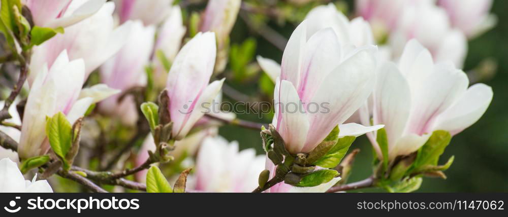 Blooming colorful magnolia flowers in sunny garden or park, springtime, seasonal flowers