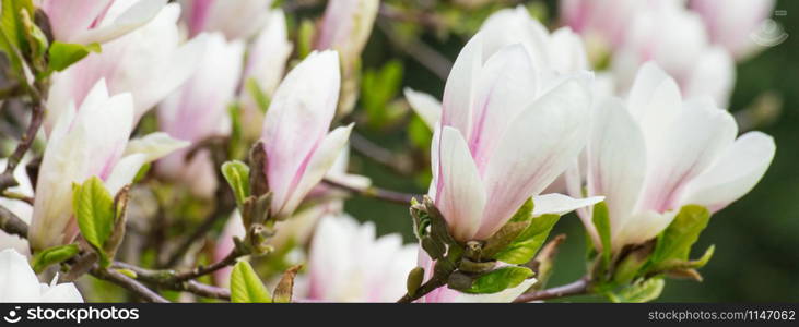 Blooming colorful magnolia flowers in sunny garden or park, springtime, seasonal flowers