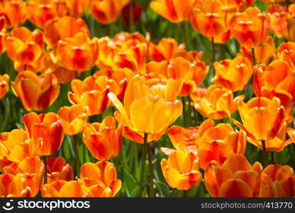 Blooming colorful tulip flowers in garden as floral background