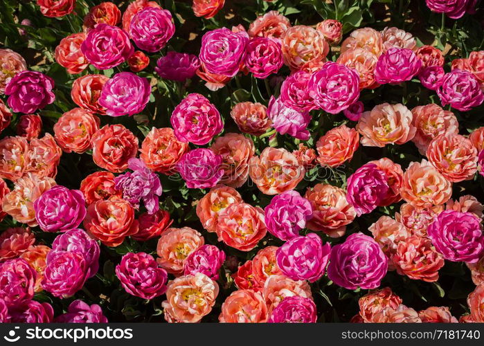 Blooming colorful tulip flowers in garden as floral background