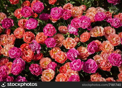 Blooming colorful tulip flowers in garden as floral background